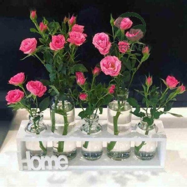 SÉT 5 lọ thủy tinh cắm hoa