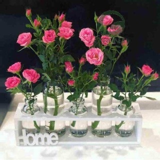 SÉT 5 lọ thủy tinh cắm hoa