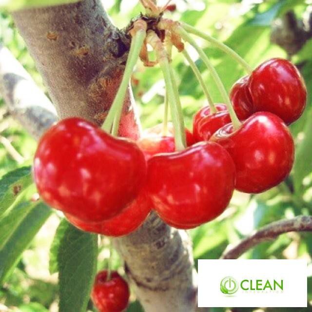 Hạt giống Anh đào (Cherry) (10 hạt)