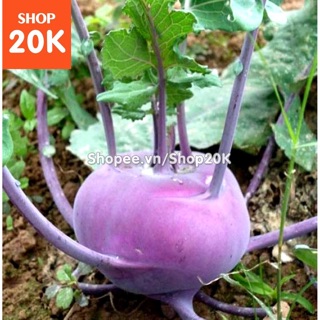 Hạt giống Su hào tím (MV)