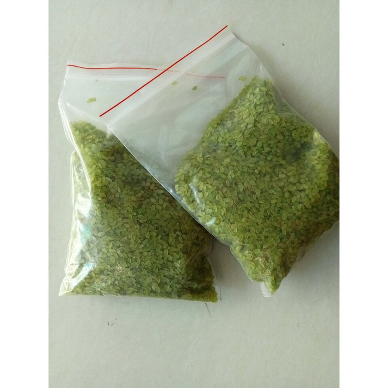 Cốm khô dẹt xanh, trắng