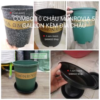 COMBO 10 CHẬU Monrovia 5 Gallon kèm ĐĨA CHẬU