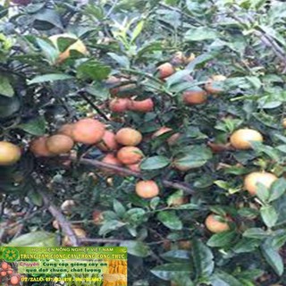 cây chanh đào + Tặng (0,3kg) phân hữu cơ cao cấp