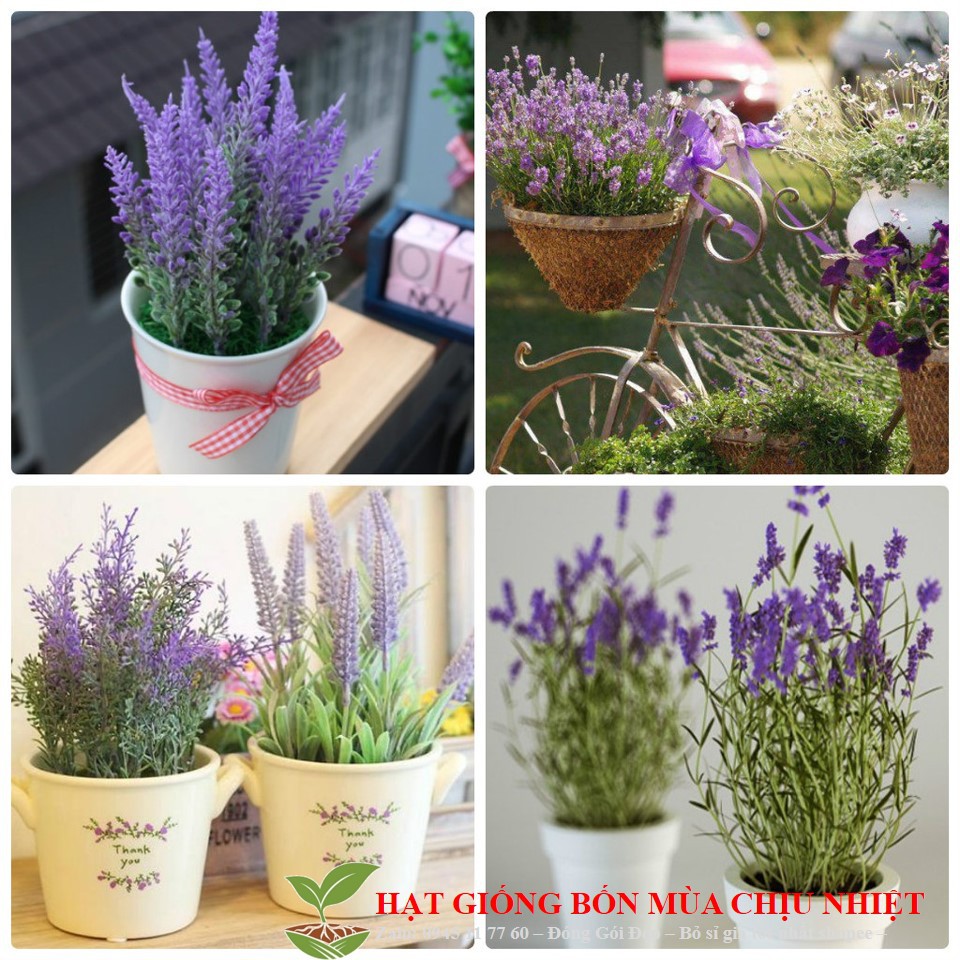 Hạt Giống Hoa Oải Hương 4 mùa/Lavender (30 hạt) ĐẾN MÙA TRỒNG TẾT