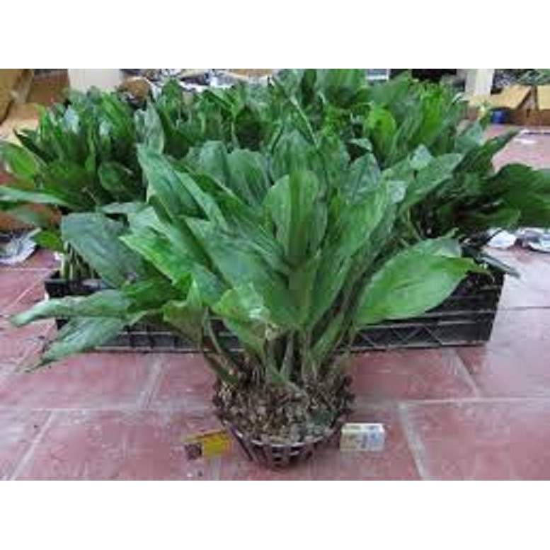 Hoa lan Thanh đạm Indo