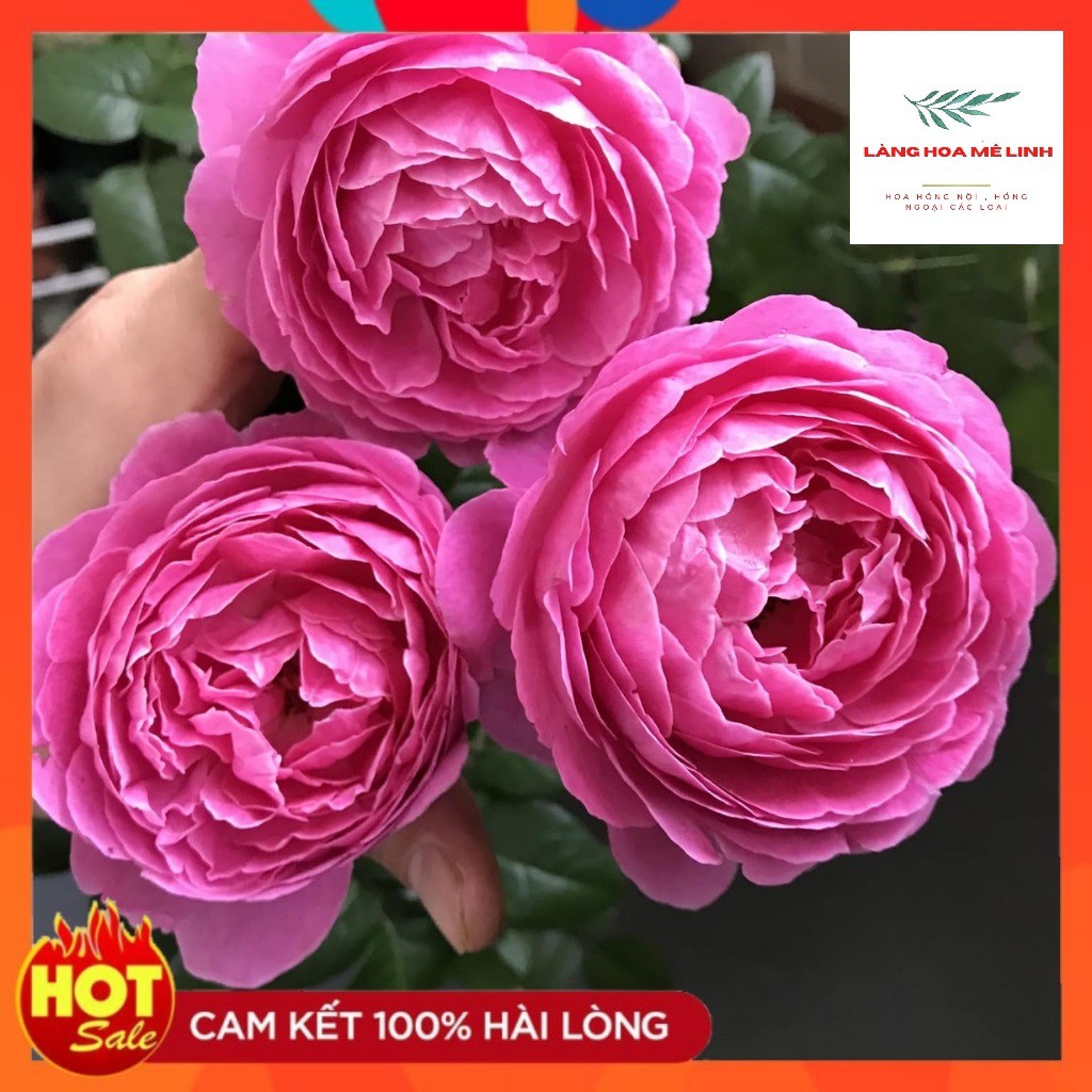 Hoa hồng ngoại For Your Home rose[ HOA HỒNG NHẬT] – Sắc hồng cánh sen đẹp hoàn mĩ, vạn người mê.[HOA HỒNG BỤI]