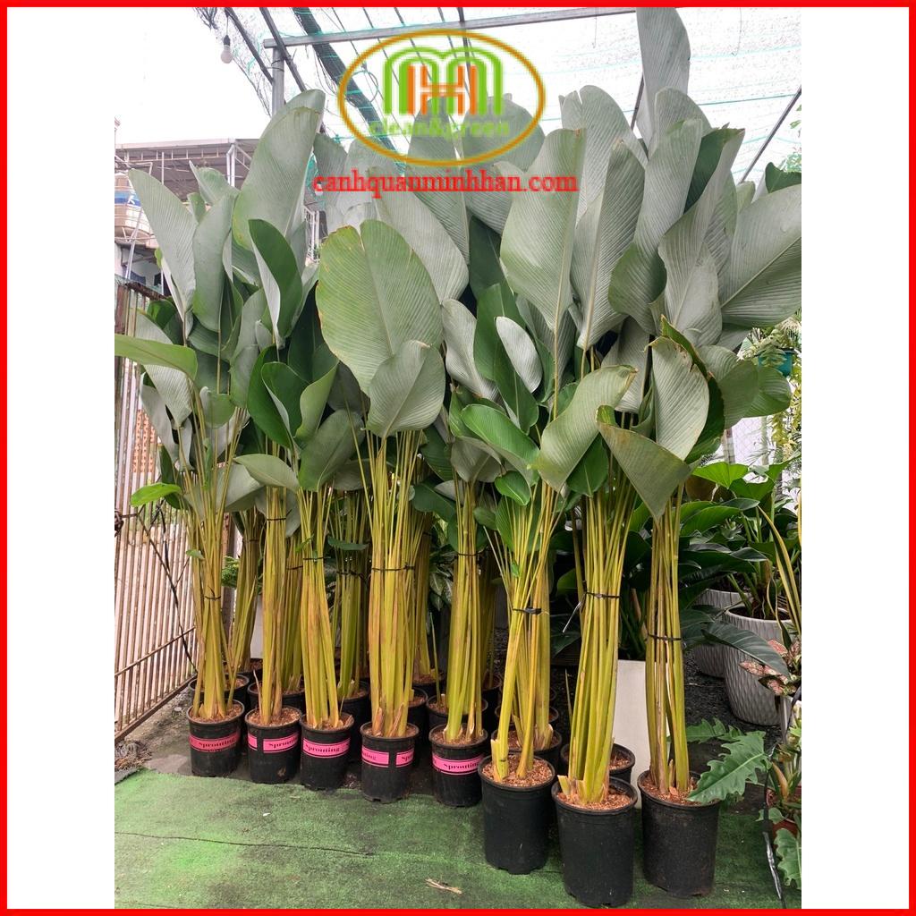 Cây dong lá bạc cây dong bạc tạo không gian nhiệt đới, decor theo phong cách Tropical quán cà phê, giếng trời, hồ bơi