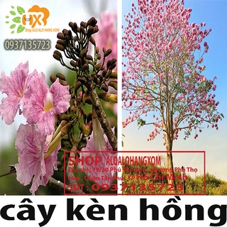 Combo 5 cây kèn hồng cây giống