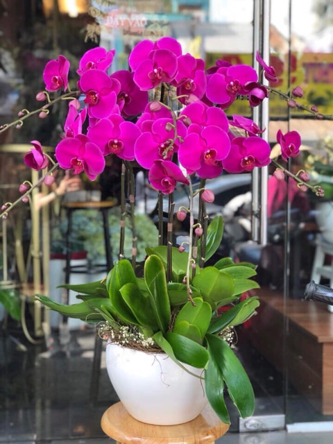 Lan Hồ Điệp Giống Hoa To Đủ Màu Sắc Chuẩn Vườn