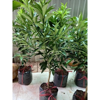 Cây tắc ngọt