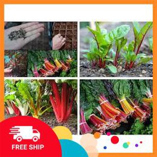 8gram hạt giống cải bảy sắc cầu vồng