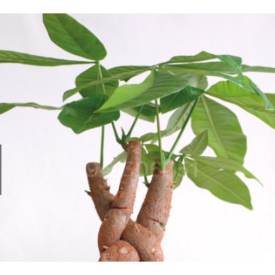 Cây Kim Ngân Xoắn phù hợp để bàn - cây trồng trong nhà, văn phòng, cửa hàng