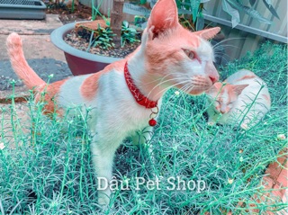 Vòng cổ cho chó mèo