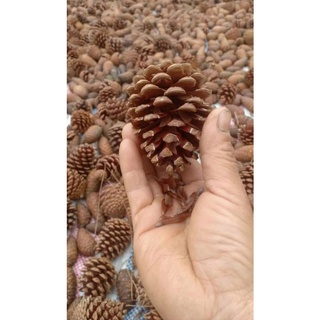 Hạt giống cây giống thông caribe - ( gói 5 hạt )