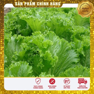 Hạt Giống Cải Bẹ Mào Gà(20 gr)
