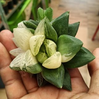 Sen đá ngọc var