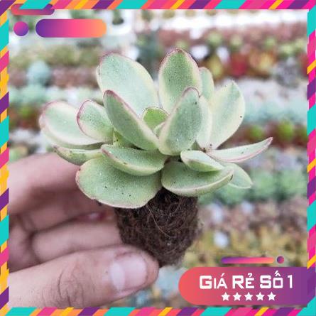 [SIÊU XỊN] SEN ĐÁ CÁNH BƯỚM VAR MINI ( DỄ TRỒNG, ĐÃ THUẦN KHÍ HẬU )