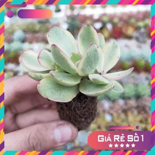 Sen đá cánh bướm var mini