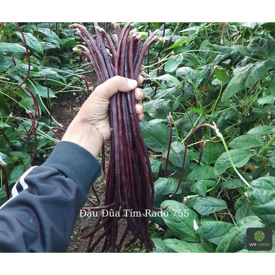 10g Hạt giống Đậu Đũa Tím - Trồng quanh năm, quả dài 50cm, ăn ngon ngọt, năng suất cao, thu hoạch dài