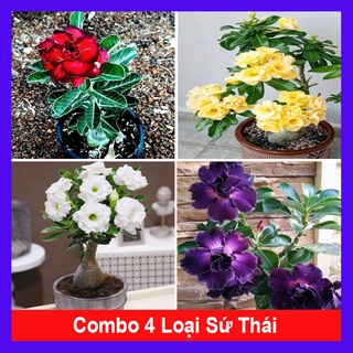 Combo 4 cây hoa sứ thái kép ( hoa sứ đỏ + hoa sứ vàng + hoa sứ trắng + hoa sứ tím ) + tặng phân bón