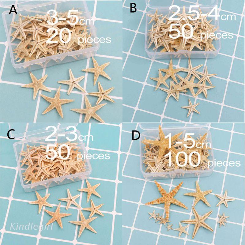 Hộp sao biển thật bằng resin epoxy dùng cho trang trí 1-5cm