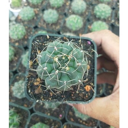 Xương rồng Thần Long