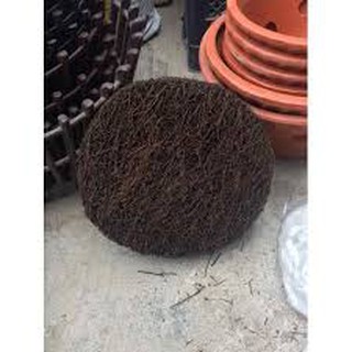 CHẬU DỚN TRỒNG LAN (DỚN ĐĨA)