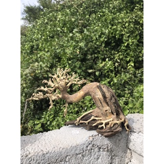 LŨA BONSAI CHO HỒ THỦY SINH SIZE NHỎ [TĐ/01]