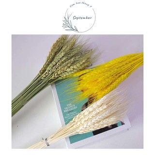 ♥️FREESHIP♥️50 Bông Lúa Mạch Khô Trang Trí Nhà Cửa Cưc Xinh