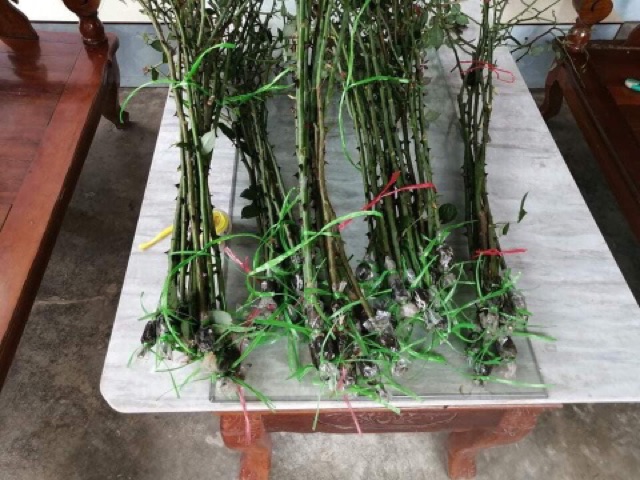 Hồng thân gỗ cành chiết tree sapa