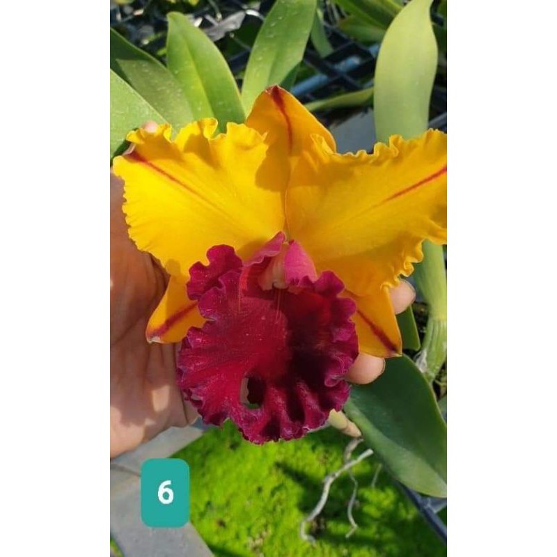 Hoa lan cát giống - chọn màu