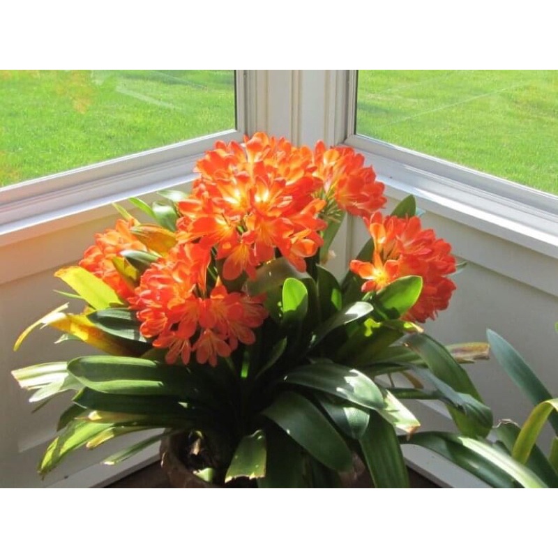 Củ hoa lan quân tử Chơi tết