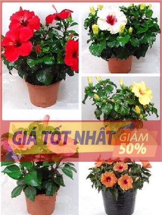 Cây hoa DÂM BỤT THÁI LAN mix màu - cây to khỏe, đã ra hoa, hoa đẹp, giá cực rẻ
