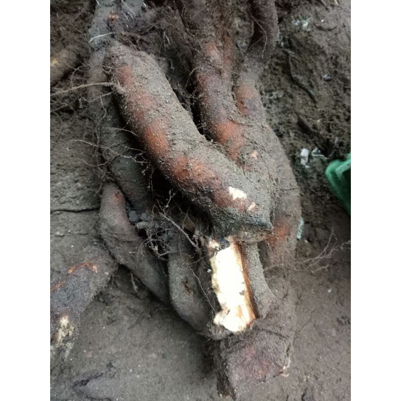 Củ gai tươi an thai 1kg hà nội