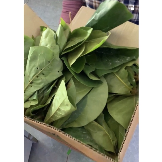 1kg lá bàng non Hà nội