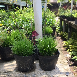 Cây cỏ mây