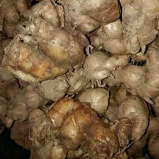 Địa Liền Tươi 01kg sp5
