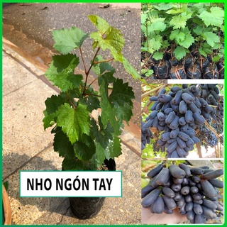Cây Nho Ngón Tay ,cây giống nho ngón tay kèm bầu đất cao từ 40-60cm có nguồn gốc từ Nam Mỹ cho quả siêu to