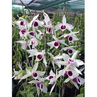 [HOT] GIẢ HẠC 5CT HỌNG TÍM