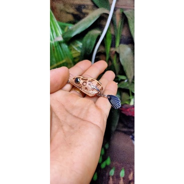 Nhái hơi Chàng Hiu 3.8cm lưỡi độ thủ công
