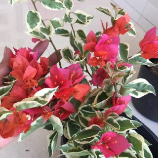 Giấy Cẩm Thạch 2 màu....Cam & Hồng.... hiếm gặp
