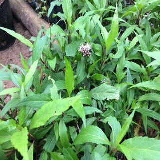 Cây giống mần tưới