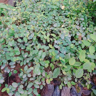 🌿 Cây giống rung rúc - cây trong bầu khỏe mạnh