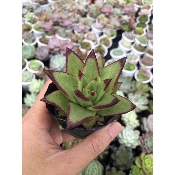 Sen Đá Thanh Đế Size Bầu 5cm Hư 1 đổi 1