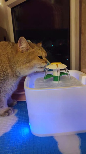 (CÓ SẴN) Máy Uống Nước Tự Động Cho Mèo - chiếc lá