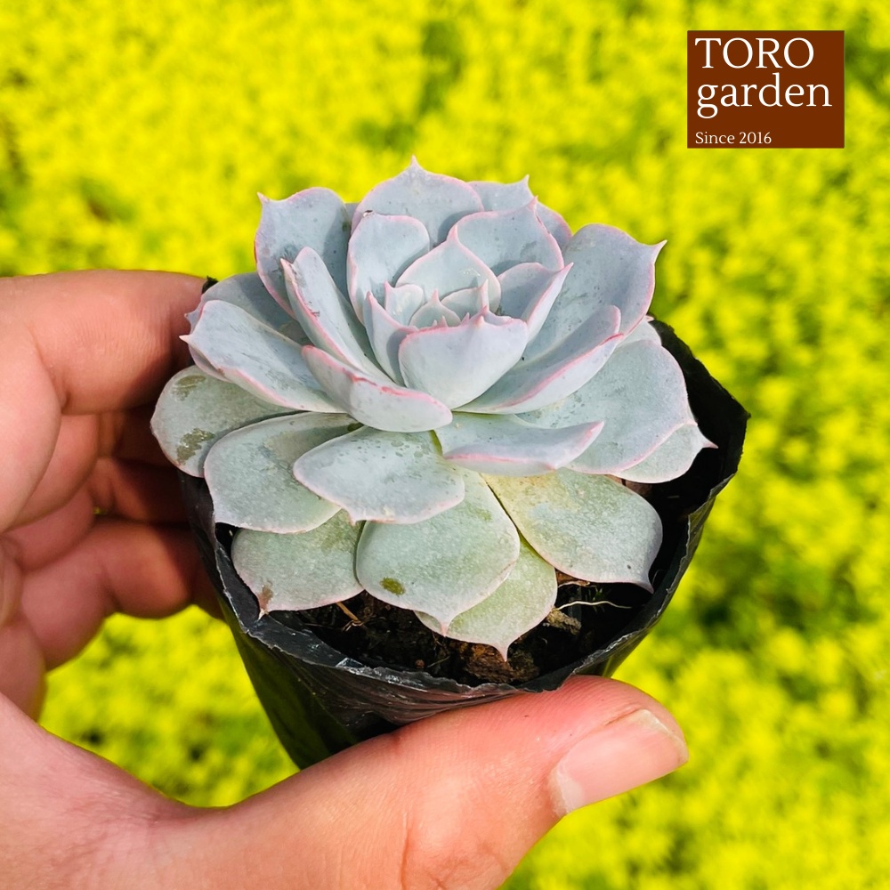 Sen đá hồng phấn Đà Lạt size bé cây cảnh trang trí nhà cửa Toro garden