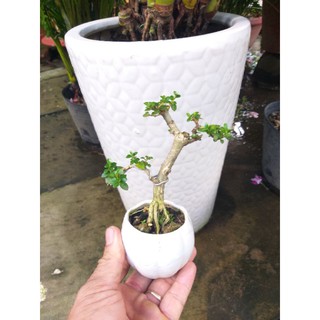 Cây Sam hương Bonsai mini
