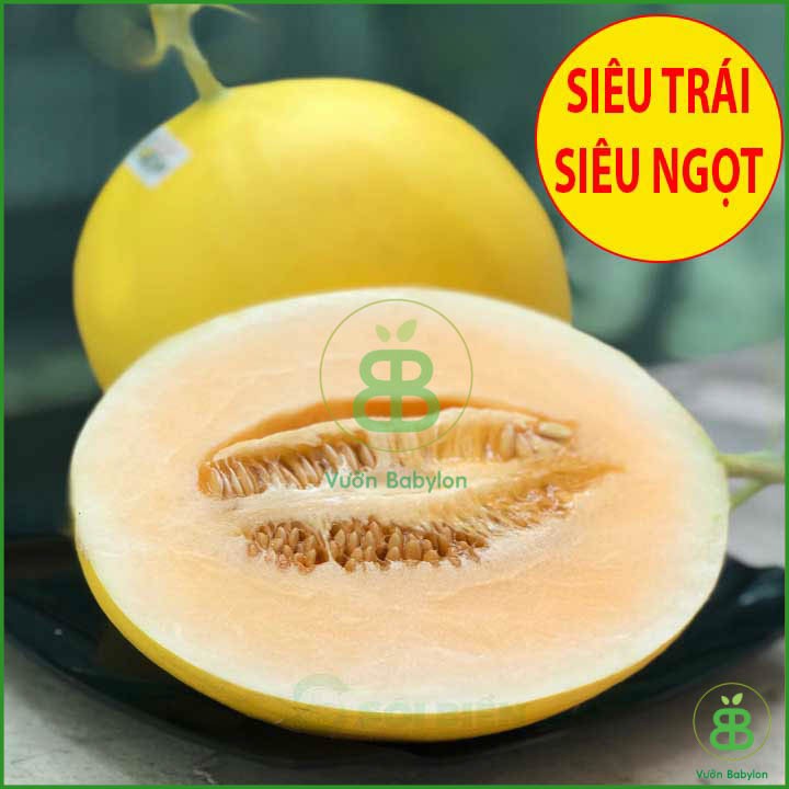 Hạt Giống Dưa Lê Siêu Trái, Siêu Ngọt