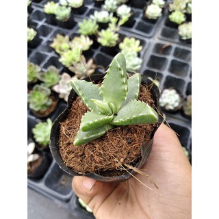 Sen hàm cá xấu