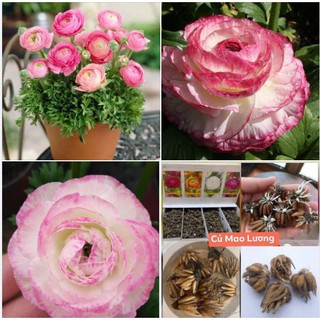 Củ hoa hồng mao lương màu hồng viền trắng ( tặng kèm viên nén ươm củ )